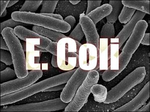 e_coli-mpi