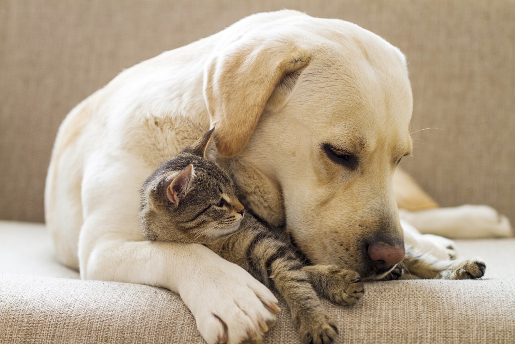 GrandeBretagne L'interdiction de manger du chien ou du chat bloquée